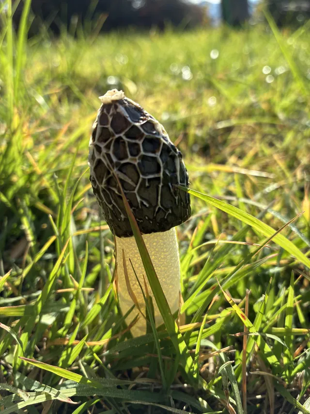 Kucsmagomba a harmatos fűben